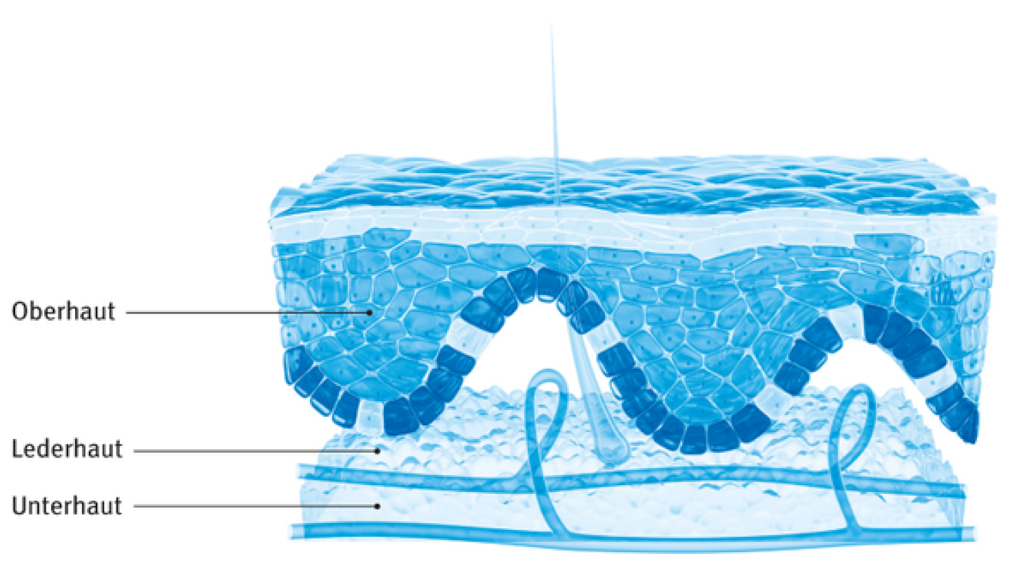 Bild des Hautaufbaus